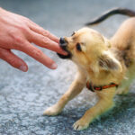 little charming adorable chihuahua puppy on blurred background. Attacking a persons hand. little charming adorable chihuahua puppy on blurred background. Attacking a persons hand.